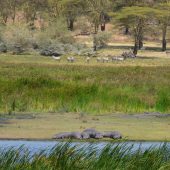  Ngorongoro Crater, TZ